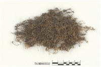 藏品(羽苔屬)的圖片